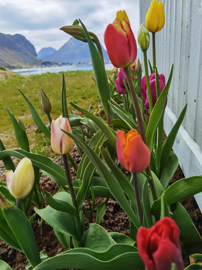 Banpim Beachside Lofoten Ramberg Ngoại thất bức ảnh