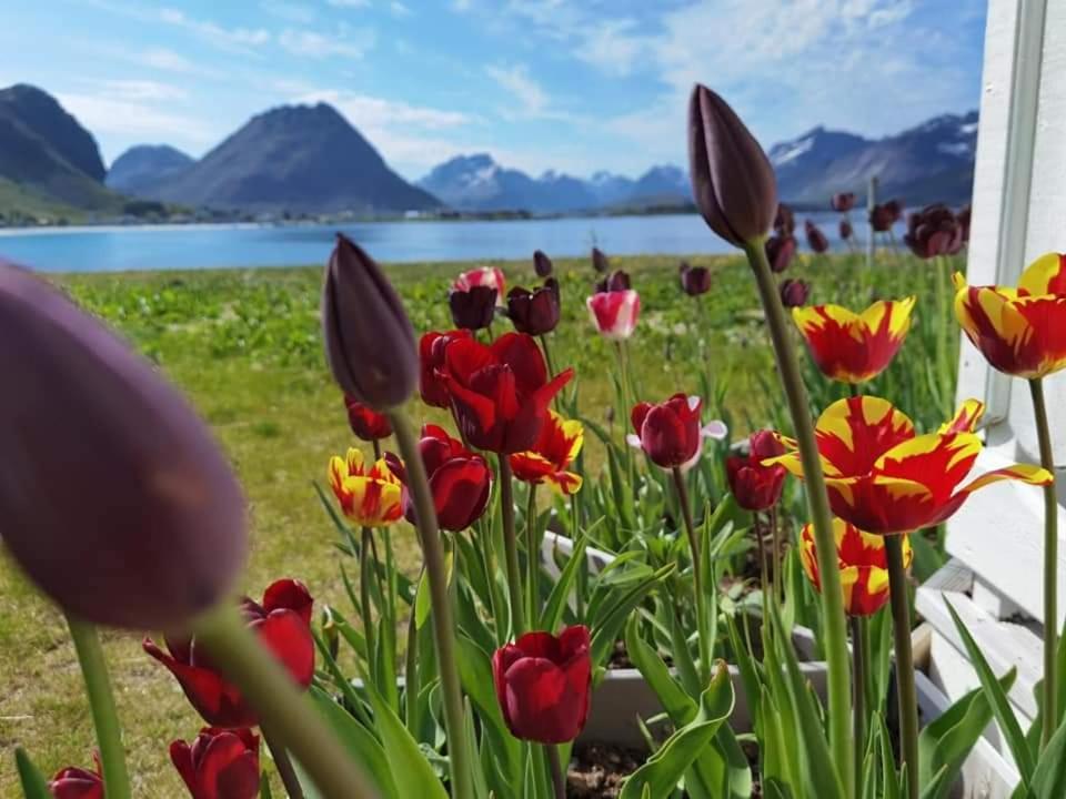 Banpim Beachside Lofoten Ramberg Ngoại thất bức ảnh